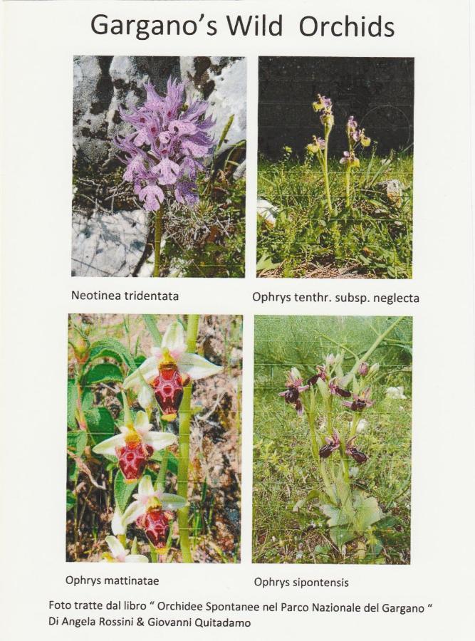 Orchidea Mattinata Parco Del Gargano 아파트 외부 사진