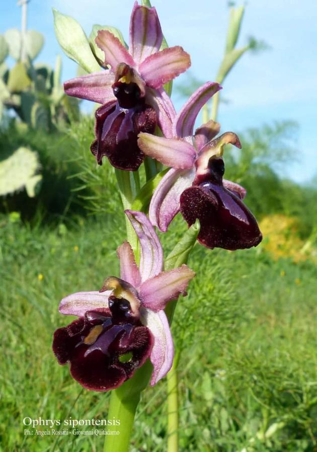 Orchidea Mattinata Parco Del Gargano 아파트 외부 사진