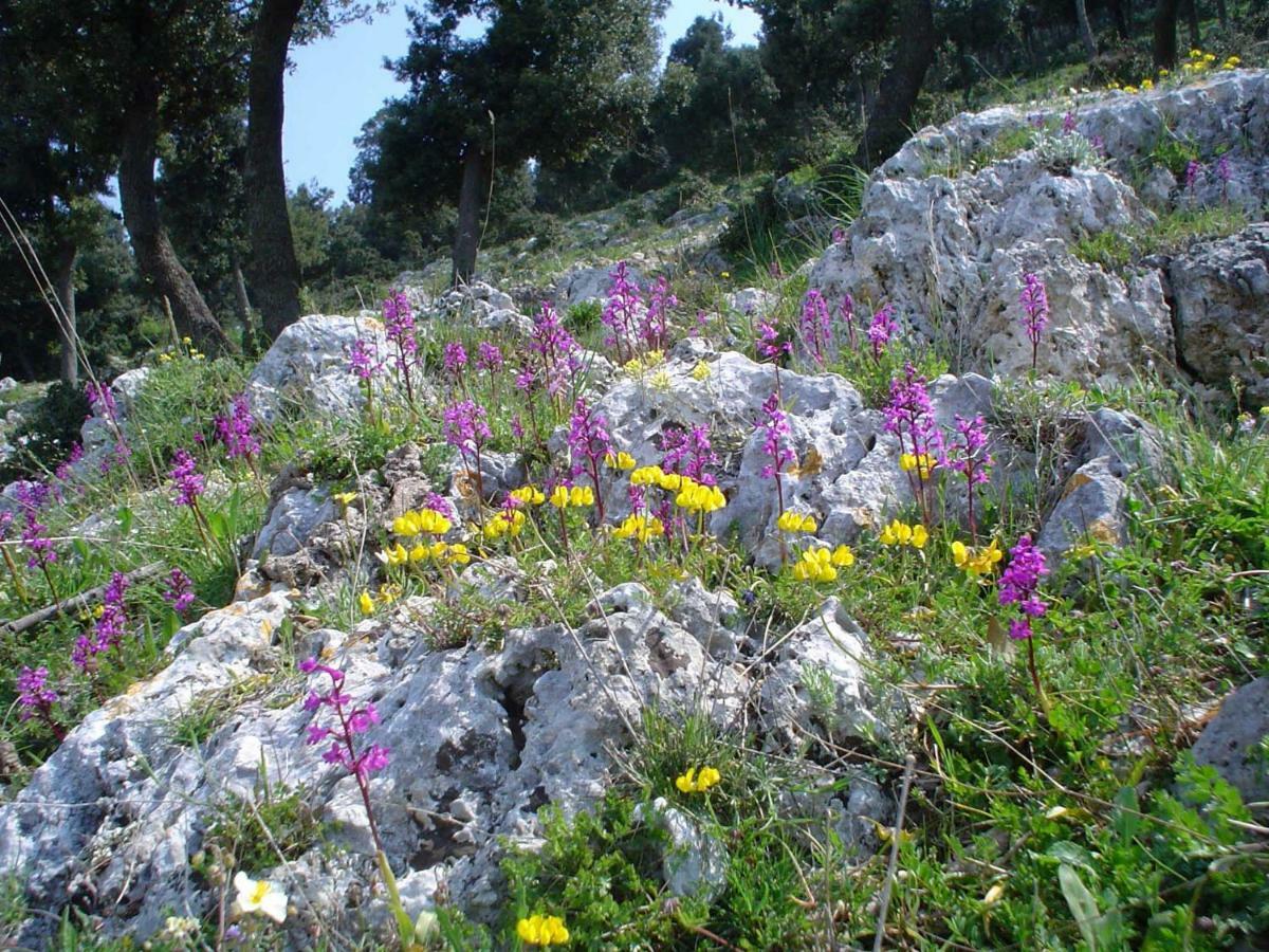 Orchidea Mattinata Parco Del Gargano 아파트 외부 사진