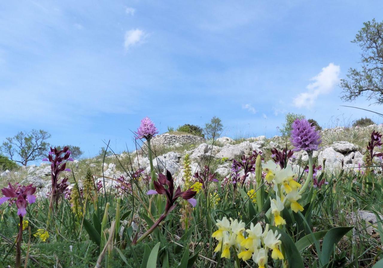 Orchidea Mattinata Parco Del Gargano 아파트 외부 사진