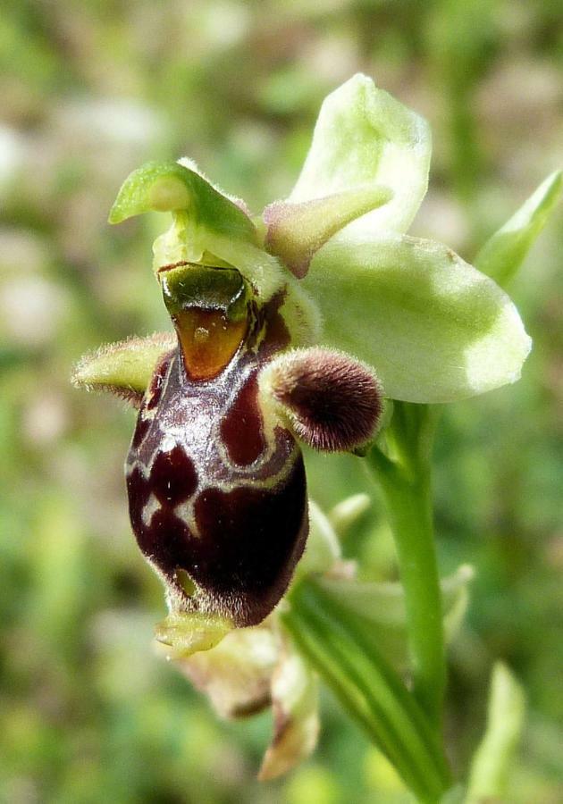 Orchidea Mattinata Parco Del Gargano 아파트 외부 사진